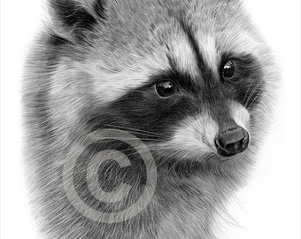raccoon art etsy