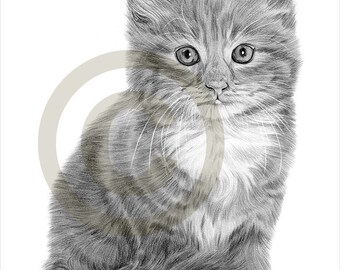 kitten cat art pencil