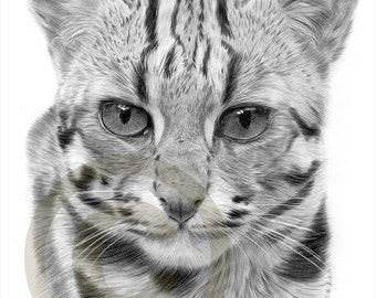 animal artwork caracal pencil