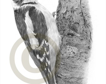 vulture bird art pencil