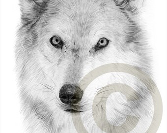 Wolf Pencil Drawing Etsy