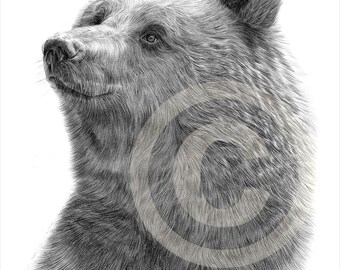bear drawing etsy