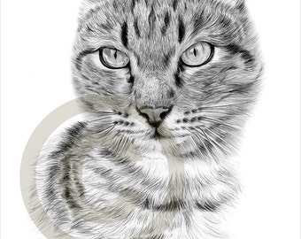 siamese cat art pencil