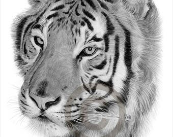 animal artwork caracal pencil