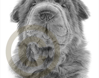 kitten cat art pencil