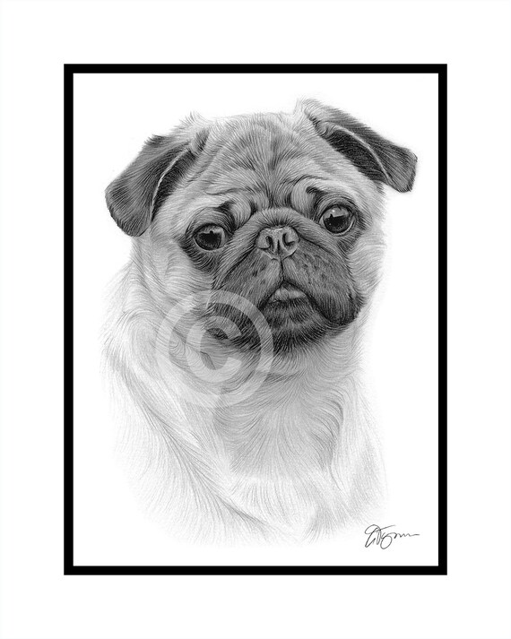 Pug Dibujo A Lapiz Original En Bus Negro Tamano Retrato Etsy