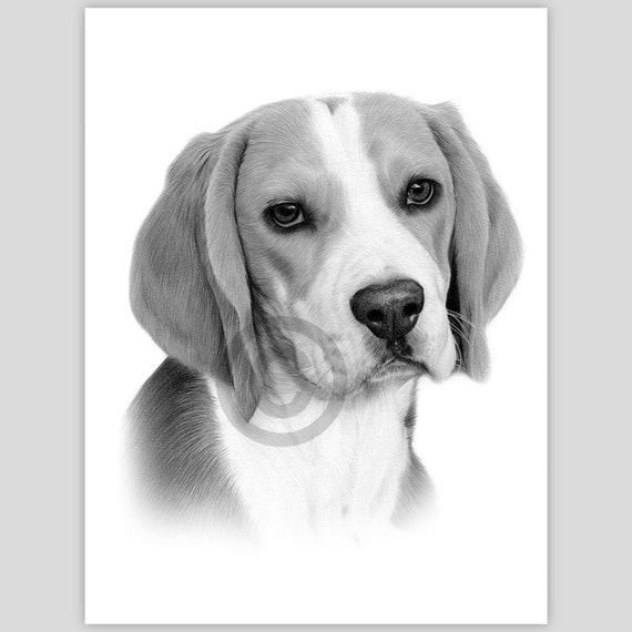 ビーグル犬の鉛筆画 - ファインアート犬のスケッチ（デジタル