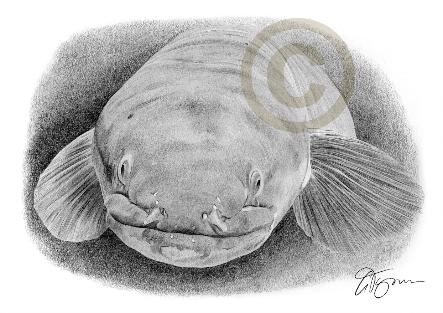 Catfish Pencil Drawing