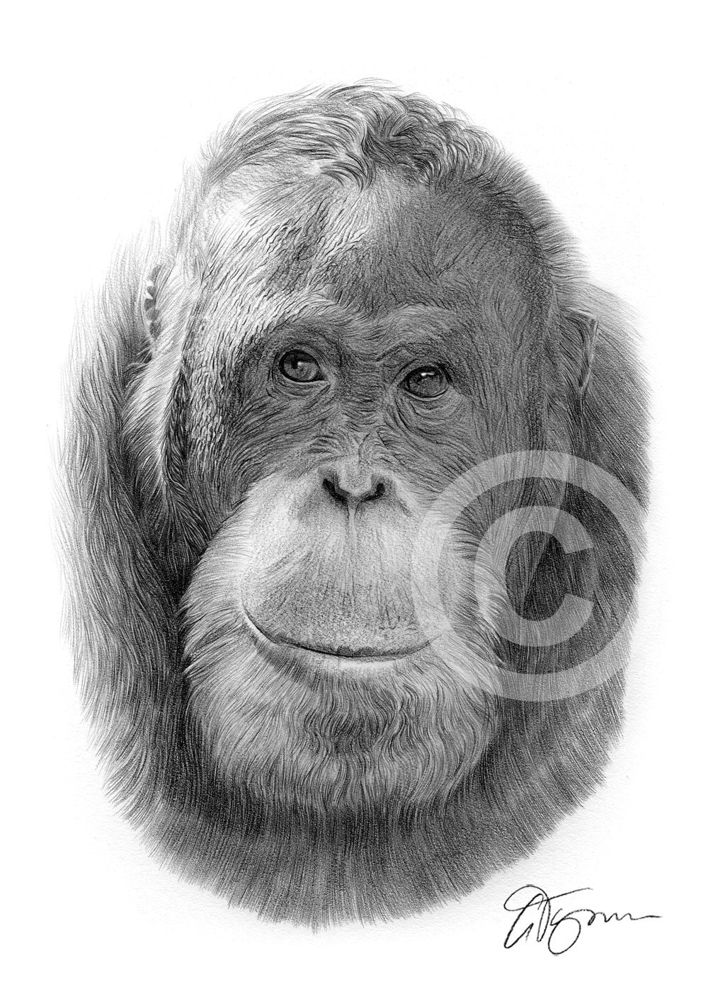Orangutan Face Drawing