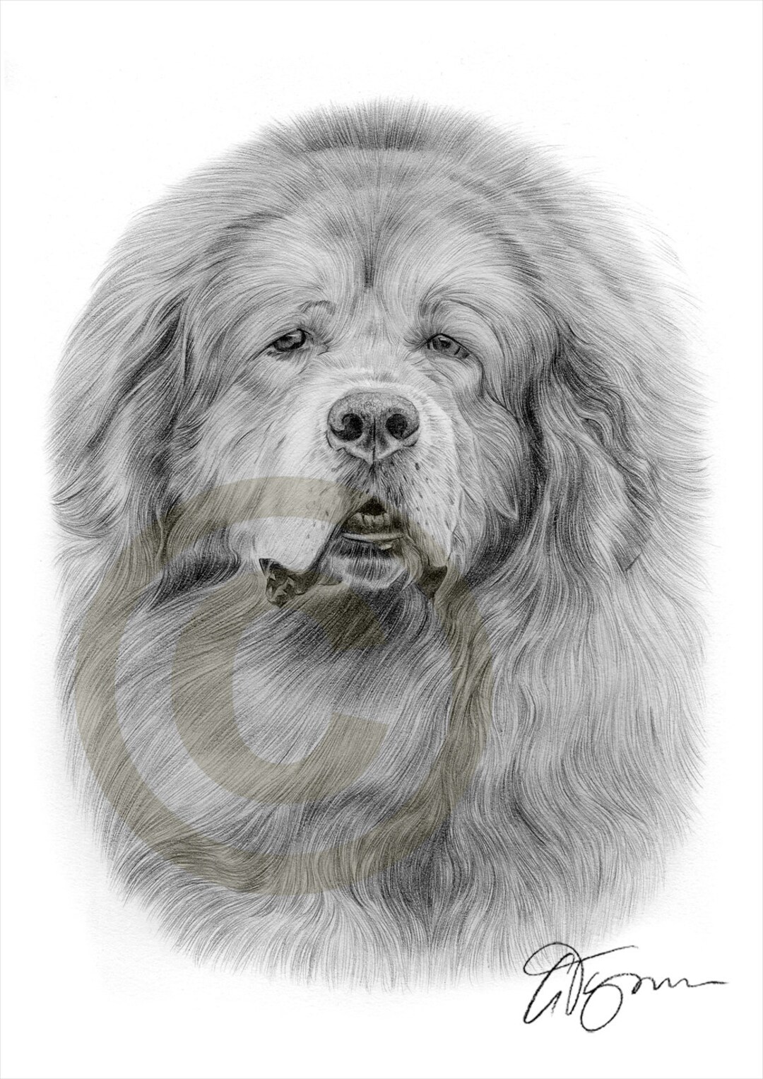 Tibetan Mastiff Pencil Drawing Print Artwork Signed by Artist Gary