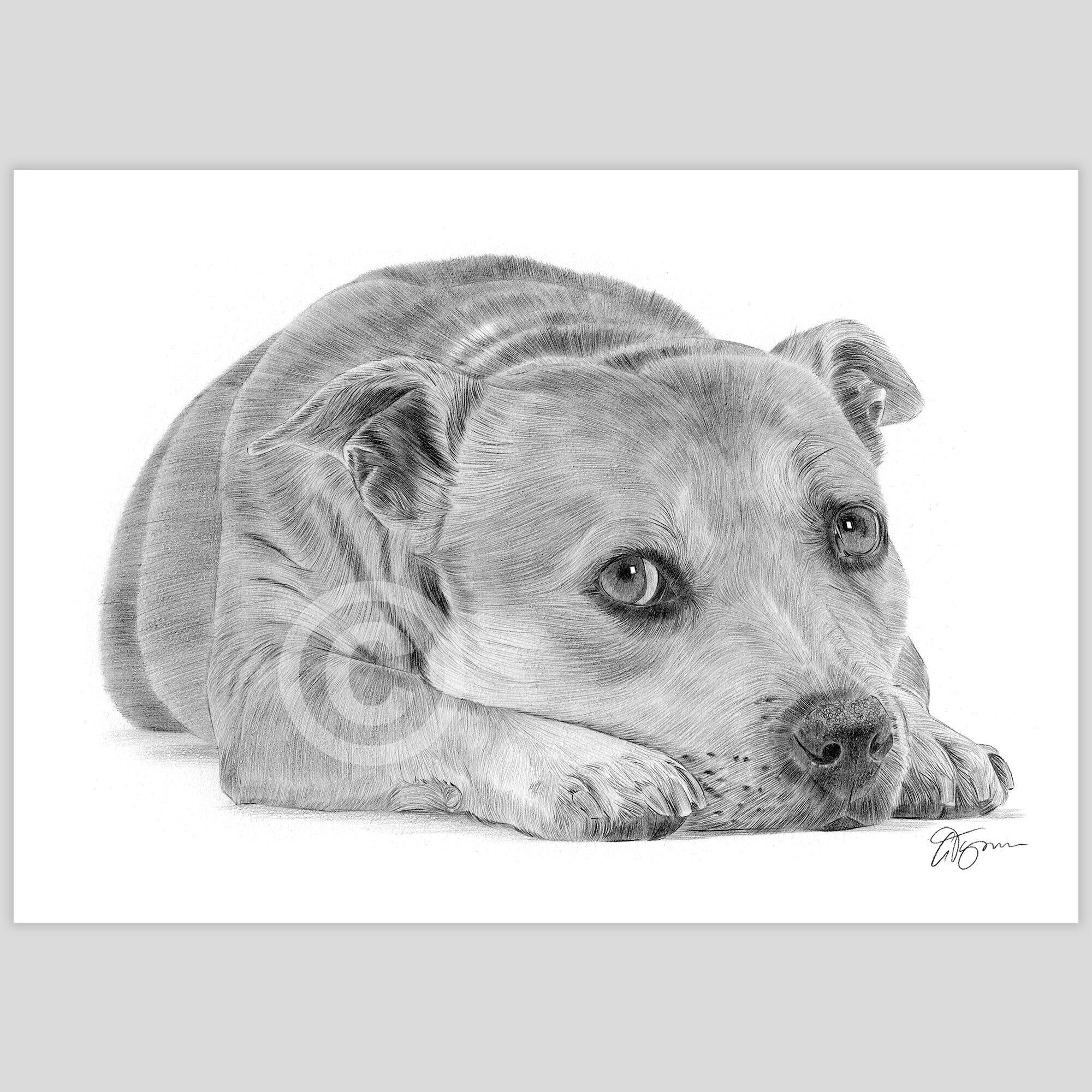 Staffordshire Bull Terrier - Pencil Drawing Print - Artwork