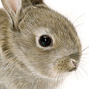 Young Rabbit - Color Pencil Drawing Print - Animal Art - Artwork Signed ...