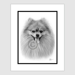 Pomeranian Pencil Drawing – Original B&W Dog Portrait (8x6 in)