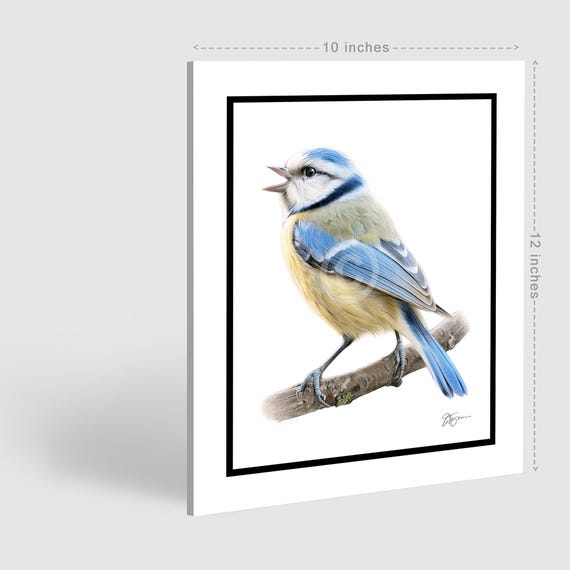 カケス様 アオガラの鳥のアートワーク | オリジナルの色鉛筆画 | 肖像画サイズ