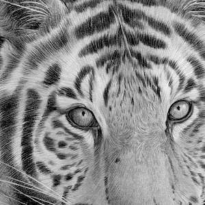 Close up of a pencil drawing artwork print of a Sumatran Tiger, completed by UK artist Gary Tymon.