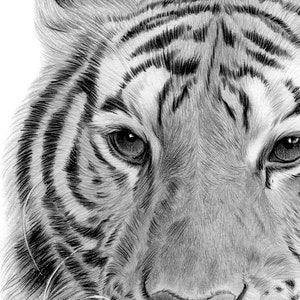 Close up of a pencil drawing of a Bengal Tiger by UK artist Gary Tymon.