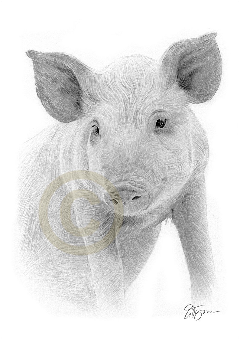 Pig artwork pencil drawing print farm animal signed by artist gary tymon 2 sizes ltd ed 50 prints only pencil portrait