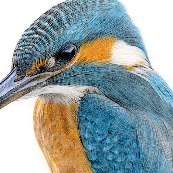 カワセミ - 色鉛筆画プリント - 鳥のアート - アーティスト Gary Tymon