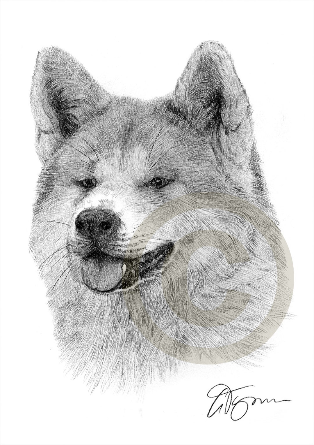 Japanese Akita Dog Art Pencil Drawing Print Artwork Etsy