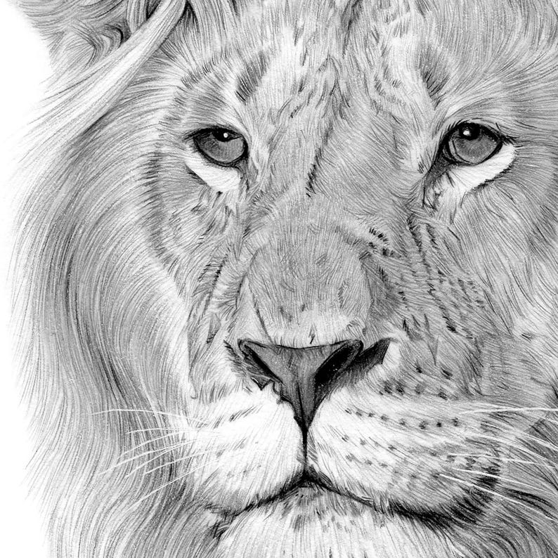 Close up of a pencil drawing artwork print of a Lion, completed by UK artist Gary Tymon.