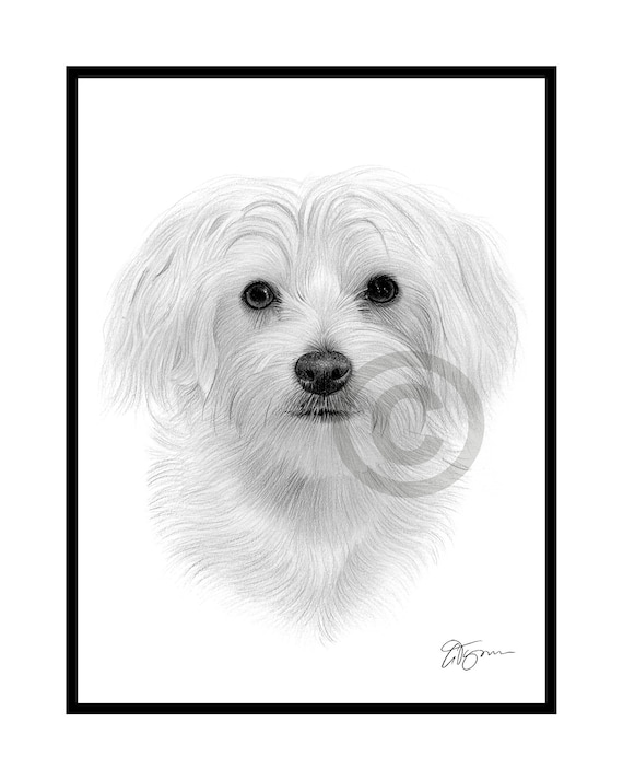 マルチーズ犬 - オリジナル白黒鉛筆画 - 肖像画サイズ 8