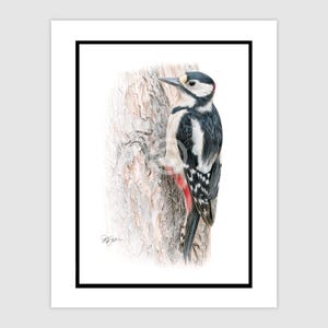 WOODPECKER original colour pencil drawing - bird art - portrait size 11.75&quot; x 8.25&quot; - mount size 14&quot; x 11&quot; - signed by artist Gary Tymon