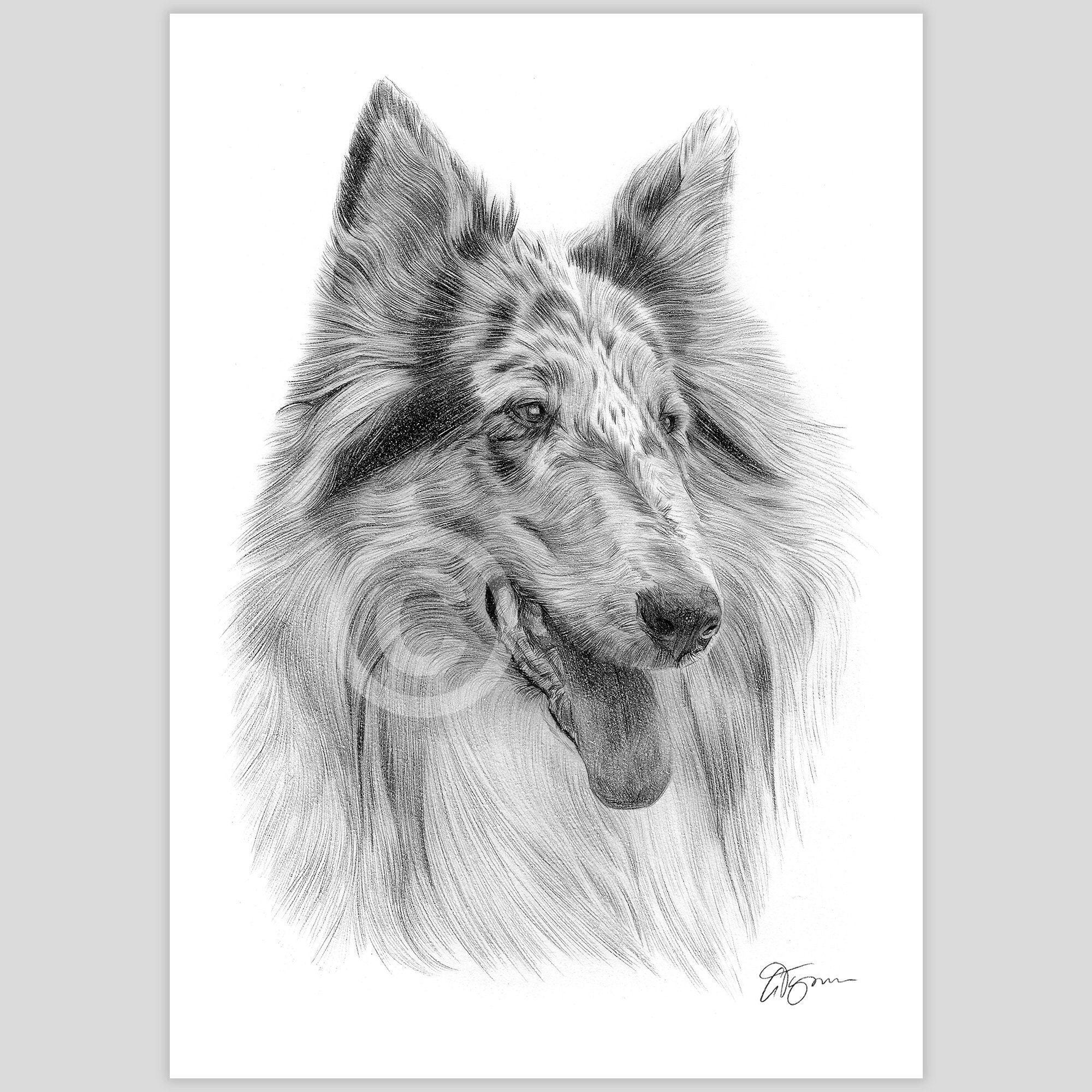 Blue Merle Rough Collie - Pencil Drawing Print - Artwork Signed by