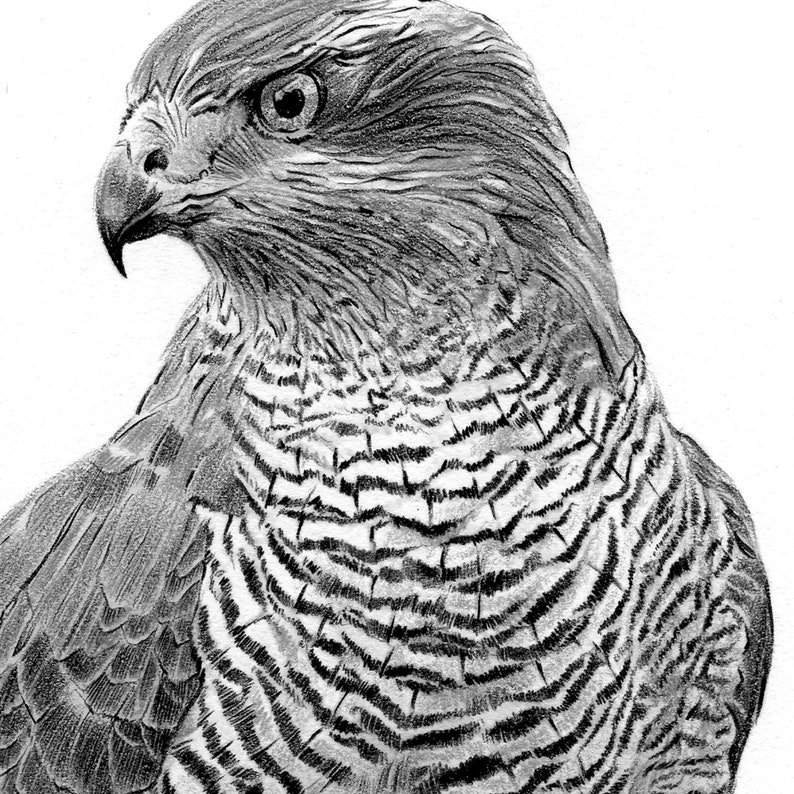 Close up of Goshawk pencil drawing artwork print by UK artist Gary Tymon.