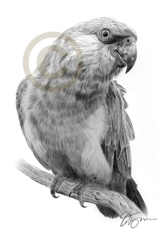 Black and white Parrot pencil drawing