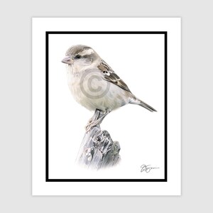 SPARROW Bird Female - Original Colour Pencil Drawing - Portrait size 10&quot; x 8&quot; - Mount (matte) size 12&quot; x 10&quot; - Signed - animal wildlife art