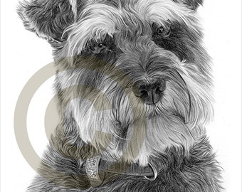 Schnauzer - tirage au crayon - dog art - oeuvre signée par l’artiste Gary Tymon - format A4 - Ltd Ed 50 tirages uniquement - portrait au crayon