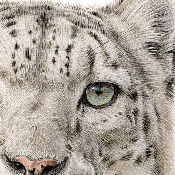 ユキヒョウ - 色鉛筆画プリント - 大型猫アート - アーティスト G