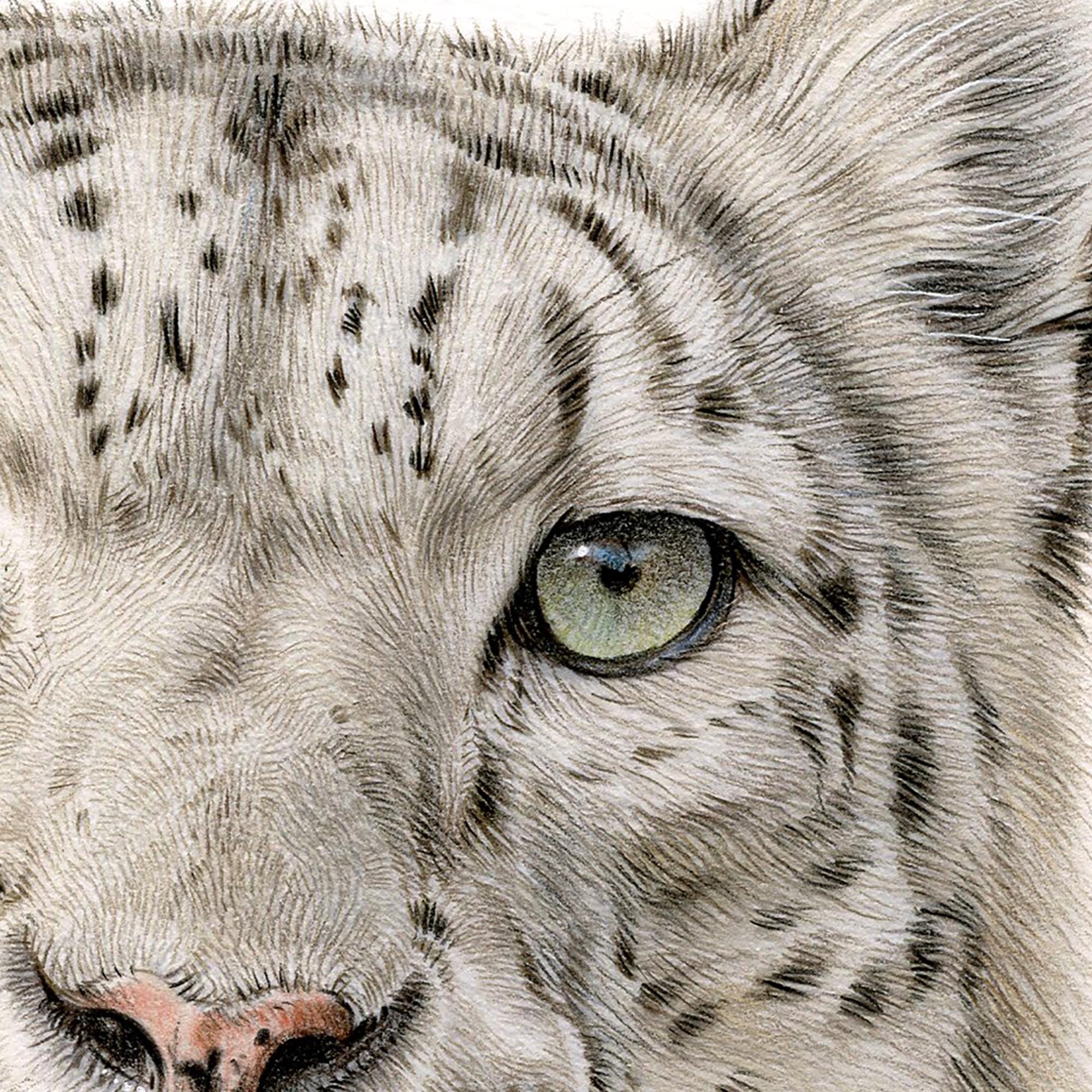 ユキヒョウ - 色鉛筆画プリント - 大型猫アート - アーティスト G