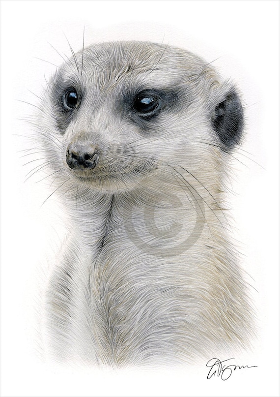 Meerkat Color Pencil Drawing Print Wildlife Art Artwork - Etsy