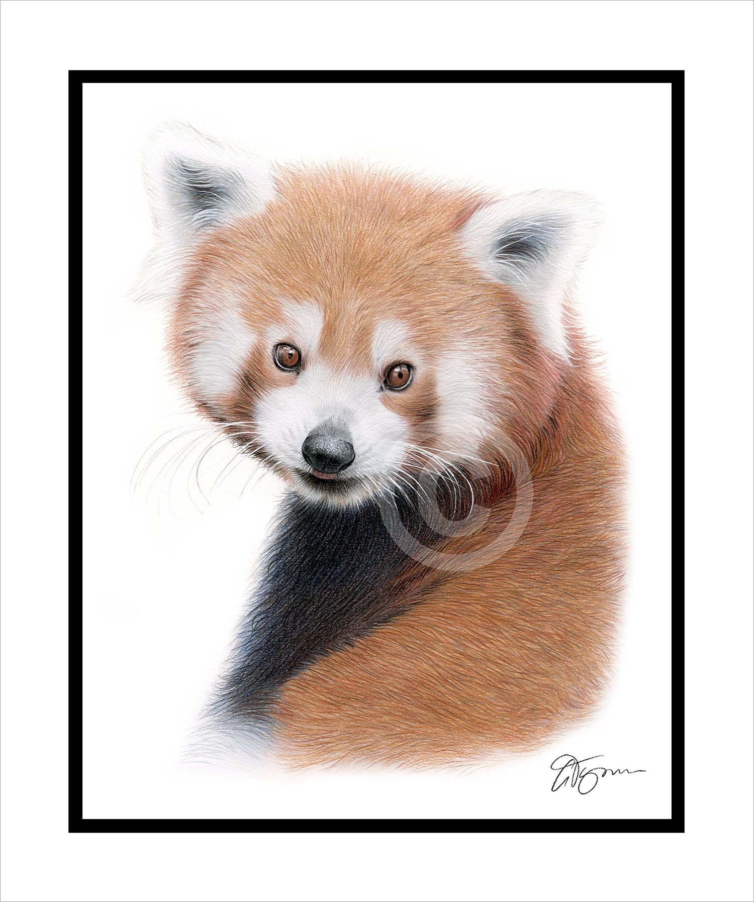 Red Panda Drawing – Original Color Pencil Art, Signed & Mounted - Etsy