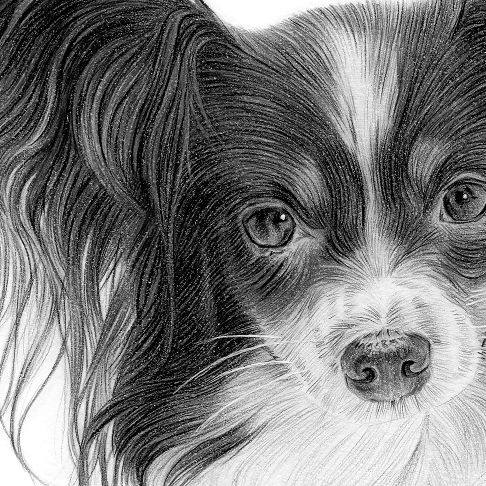 パピヨン | 鉛筆画アートワークプリント | アーティスト G Tymon