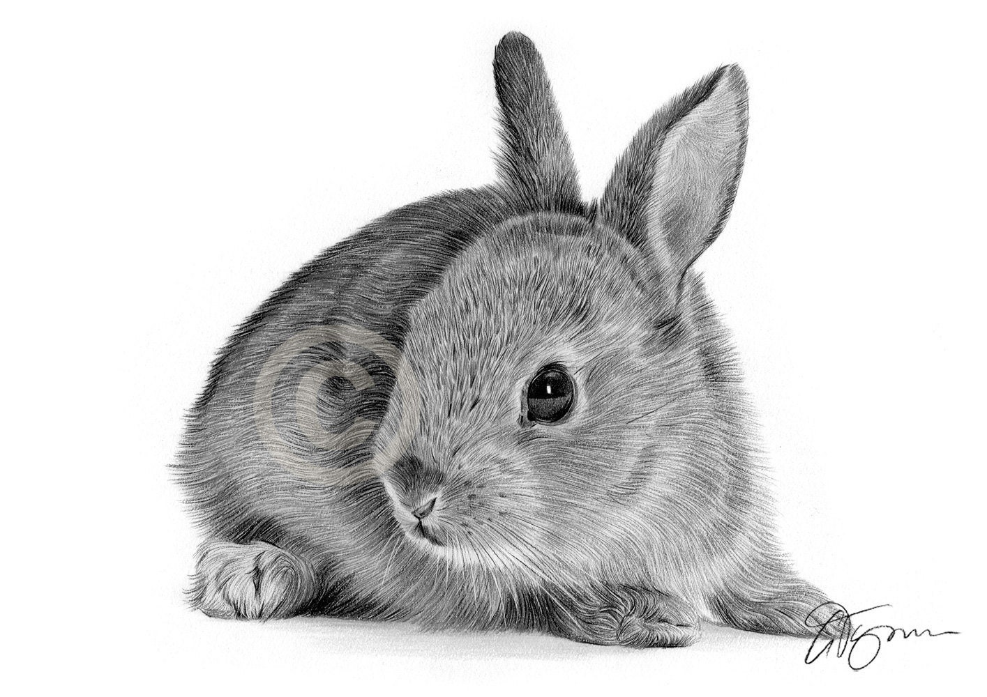 Hand drawn rabbit Symbol of 2023 Pencil drawing 13799640 PNG
