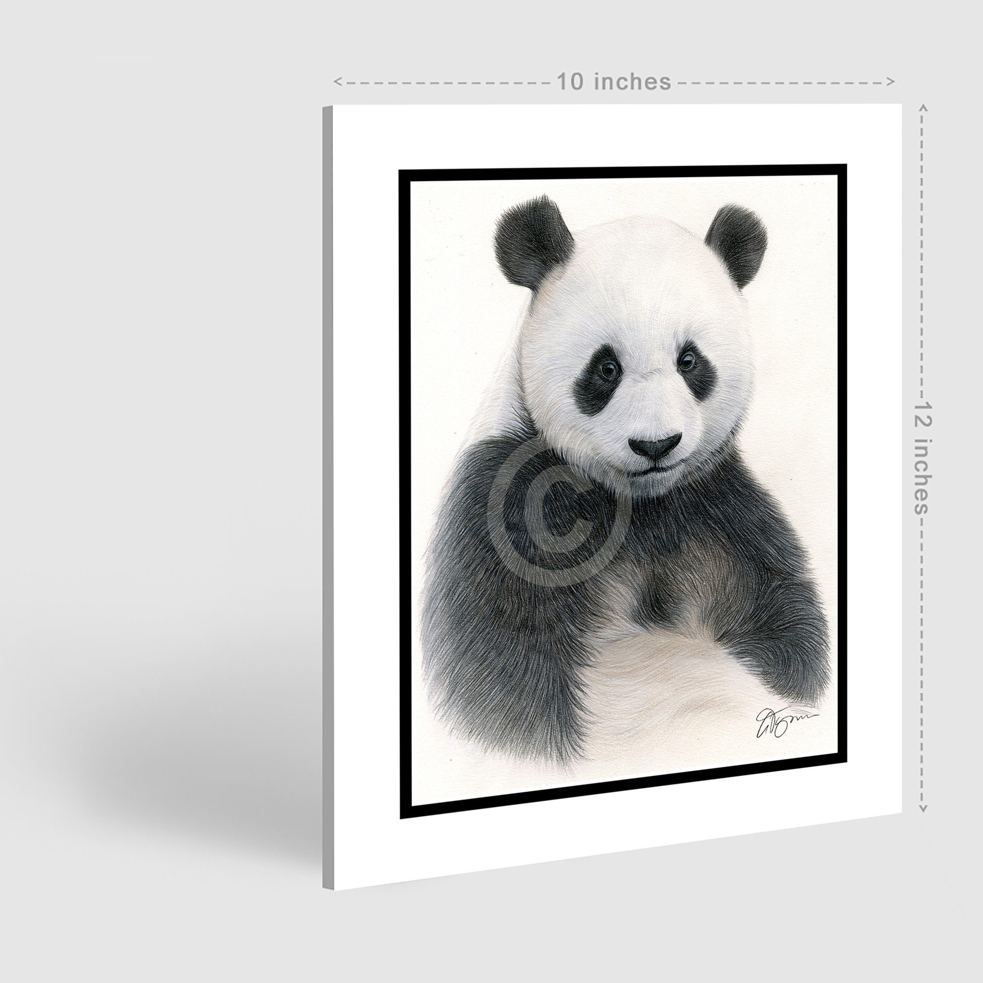 Giant Panda Original Color Pencil Drawing Artwork - Portrait 10