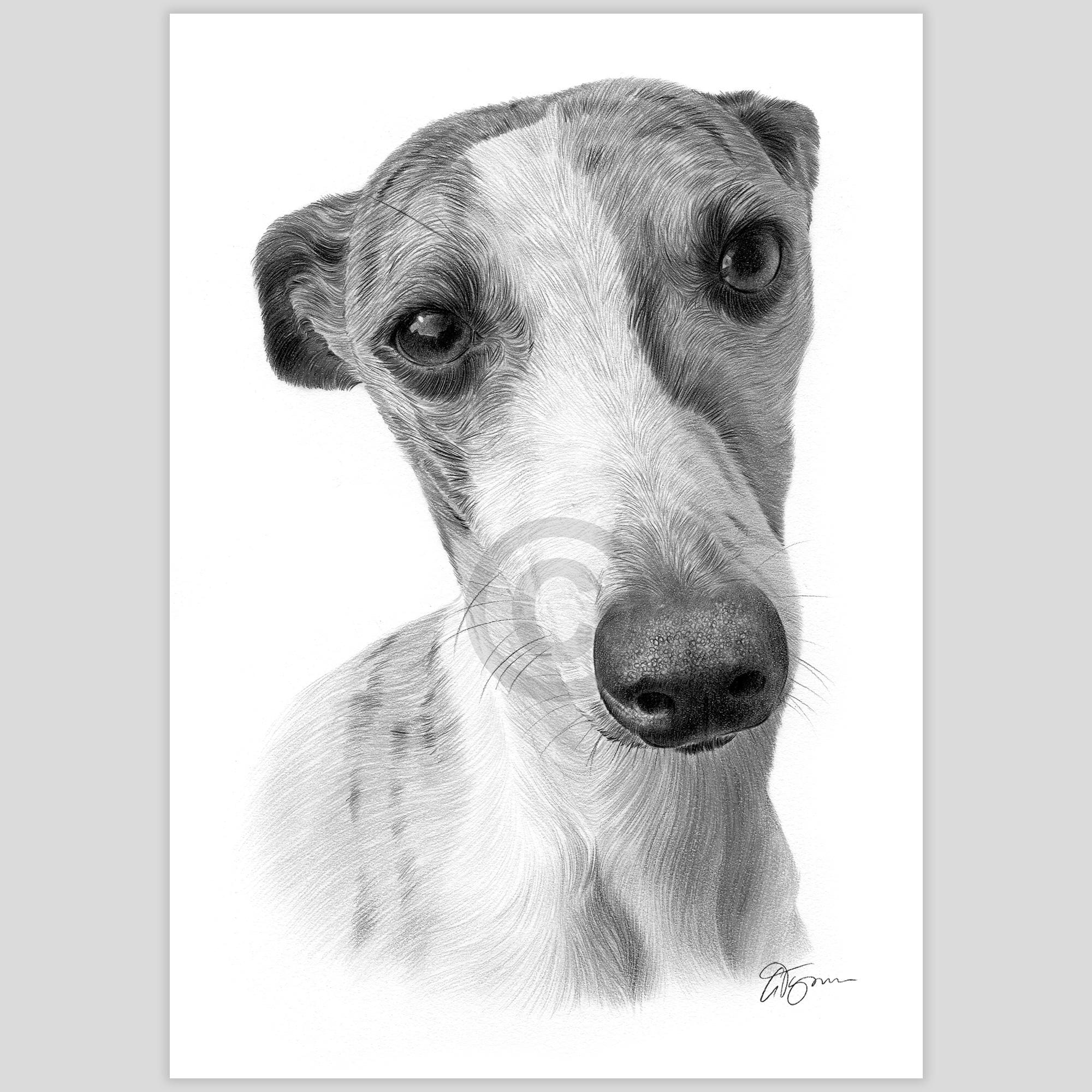 ウィペット犬 - 鉛筆画アートワークプリント - アーティスト Gary