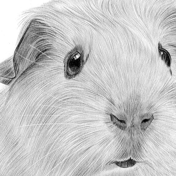 Guinea Pig artwork signed by artist Gary Tymon pencil drawing print A4  size Ltd Ed pet portrait watercolour sketch wall art for home