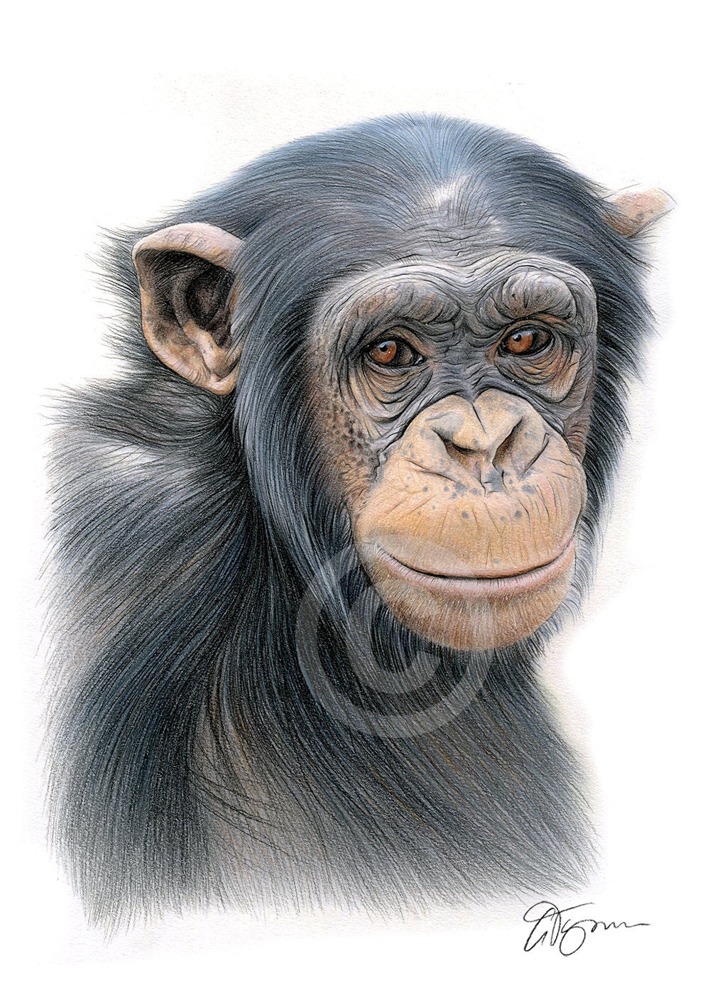 Chimpanzee Artwork Color Pencil Drawing Print Artwork Etsy UK