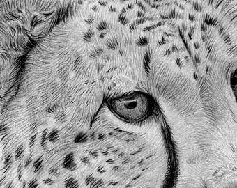 チーター鉛筆画 - 野生動物の肖像画アートプリント（デジタル