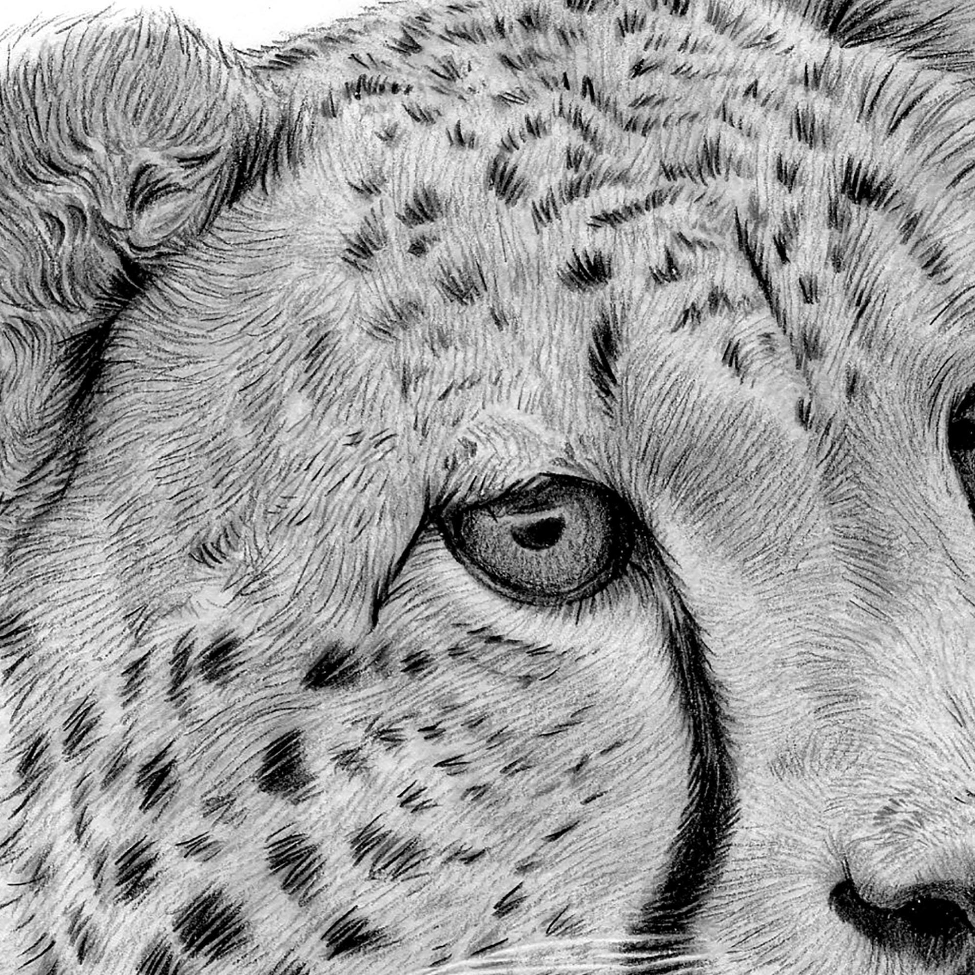 チーター鉛筆画 - 野生動物の肖像画アートプリント（デジタル