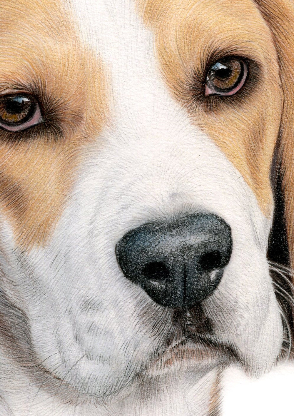 ビーグル 鉛筆画(色紙) ビーグル オリジナル色鉛筆画 - 犬のアート - ポートレートサイズ