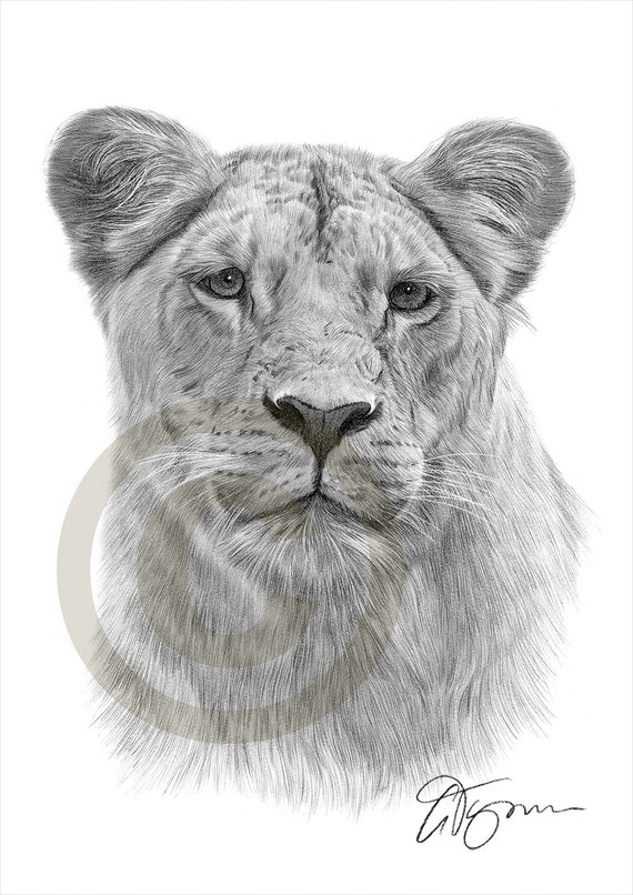 African Lioness pencil drawing print - big cat art - artwork signed by  artist Gary Tymon - 2 sizes - Ltd Ed 50 prints only - pencil portrait