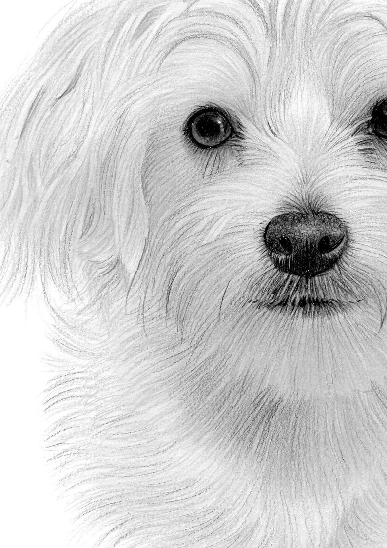 PERRO MALTÉS Dibujo a lápiz B&W original Tamaño del Etsy