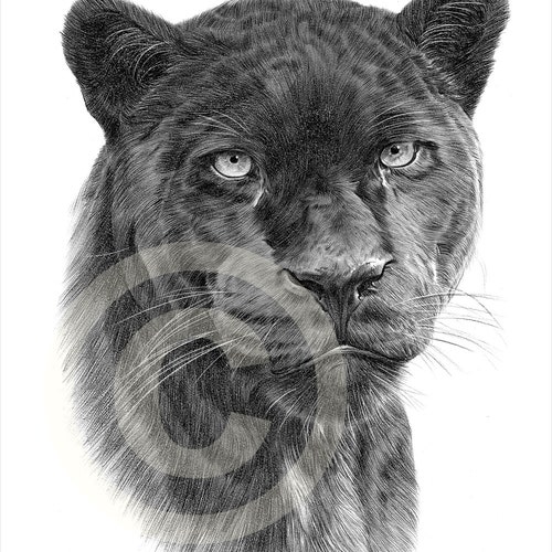 Black Panther Pencil Drawing Print Big Cat Art Artwork - Etsy Black Panther Pencil Drawing Print Big Cat Art Artwork - Etsy