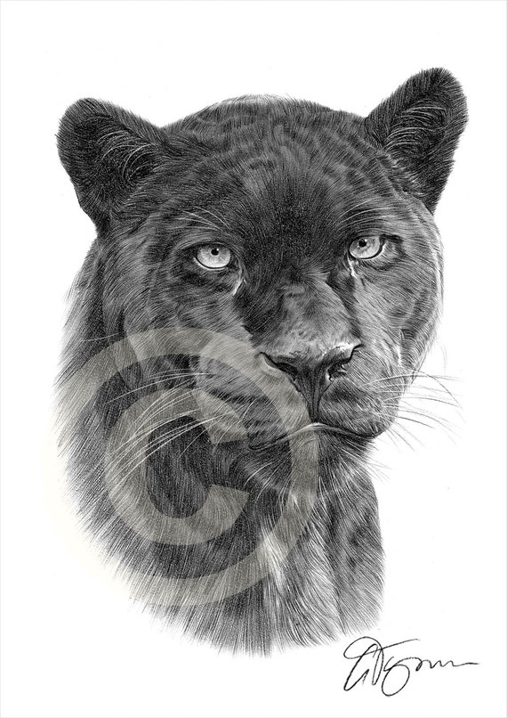 Black Panther Pencil Drawing Print Big Cat Art Artwork - Etsy Canada Black Panther Pencil Drawing Print Big Cat Art Artwork - Etsy Canada