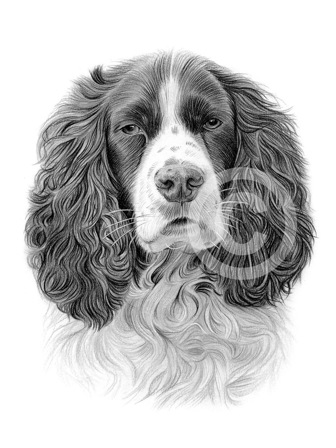 Digital Download Pencil Drawing of a Springer Spaniel Dog Breed Artwork ...