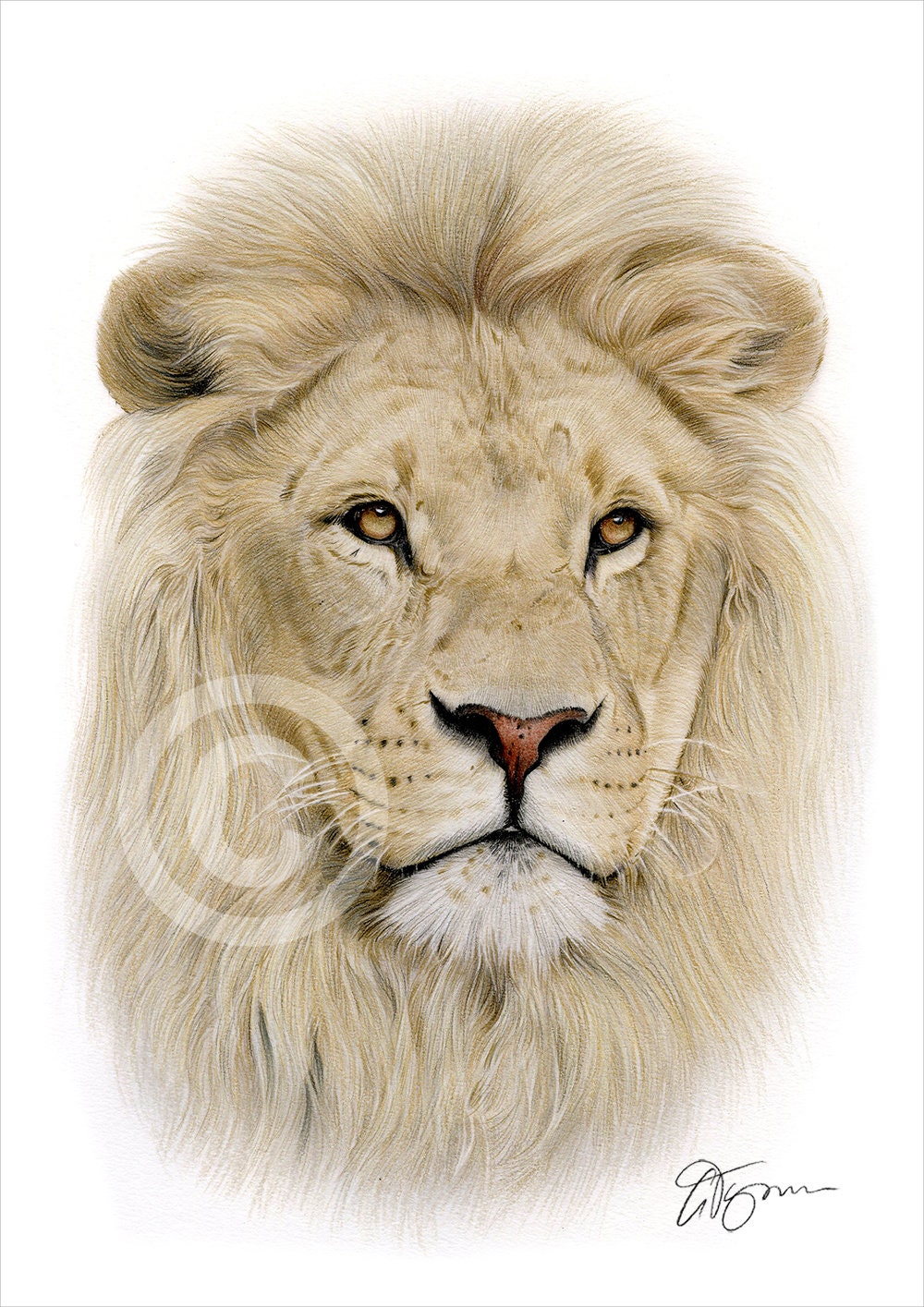Lion Colored Pencil Drawing